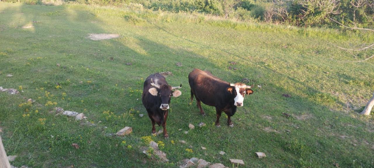 Bitini Farm *